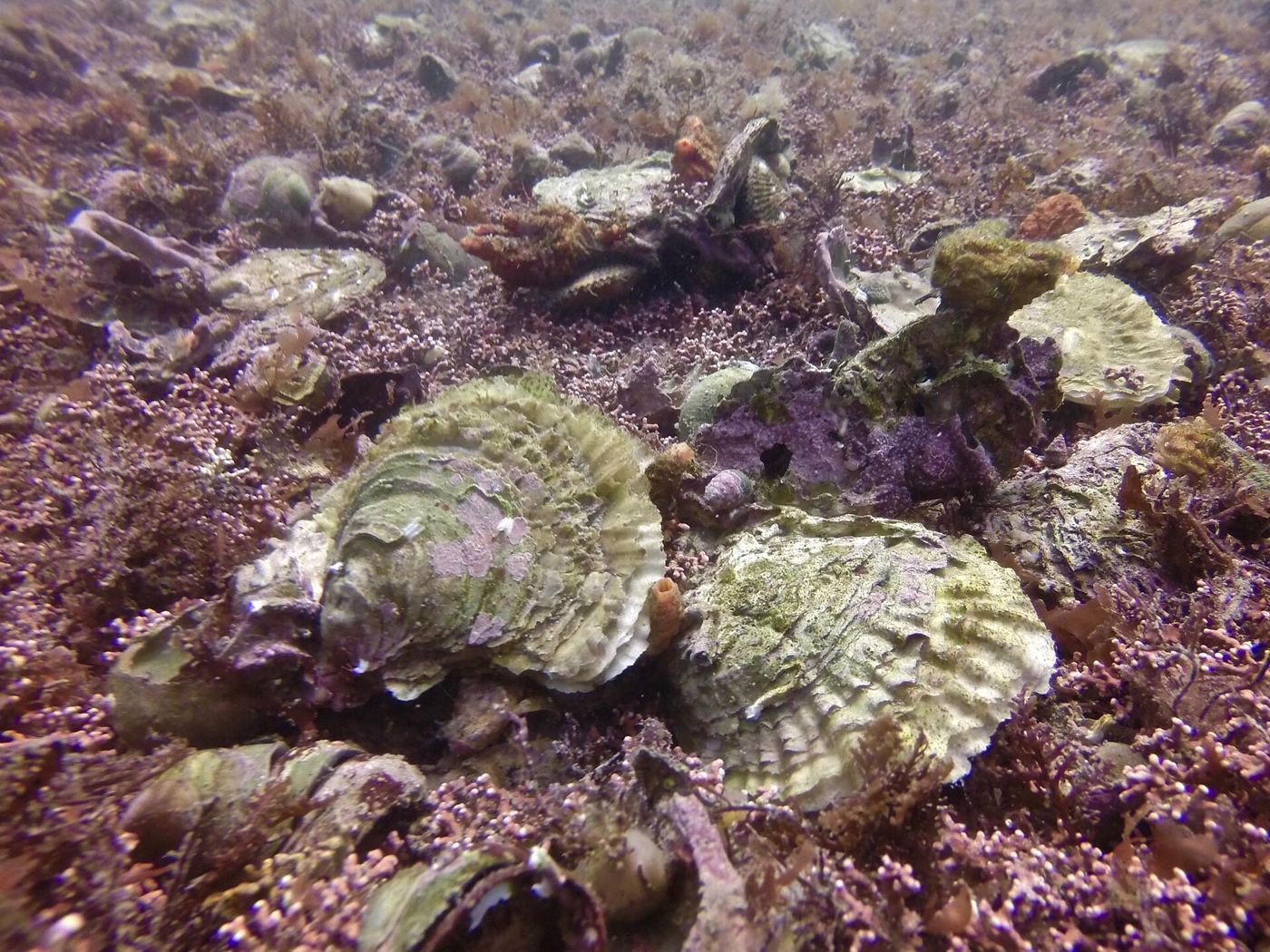 oysters clustered on a reef in shallow coastal water
